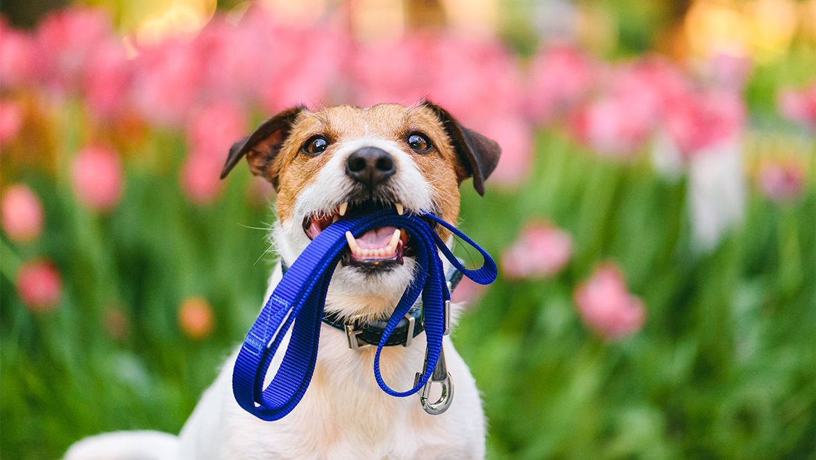 Dog holding leash in his mouth.