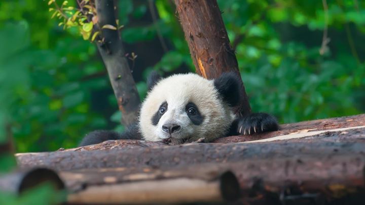 Panda bear