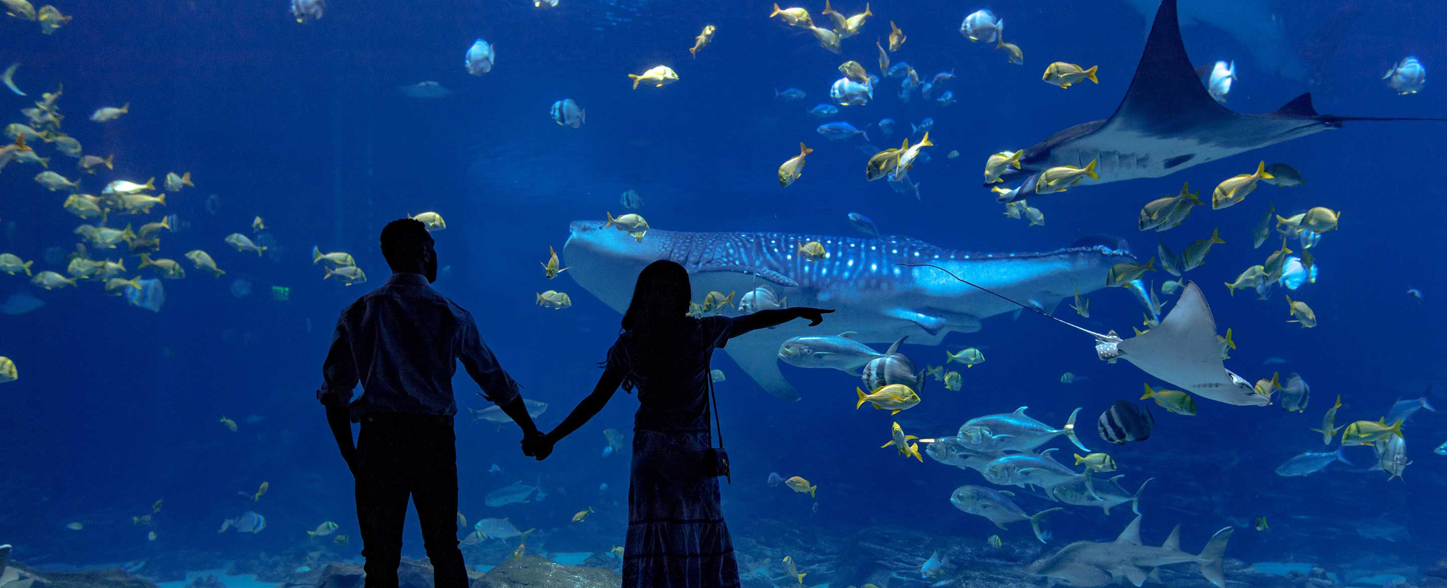 Georgia Aquarium Package