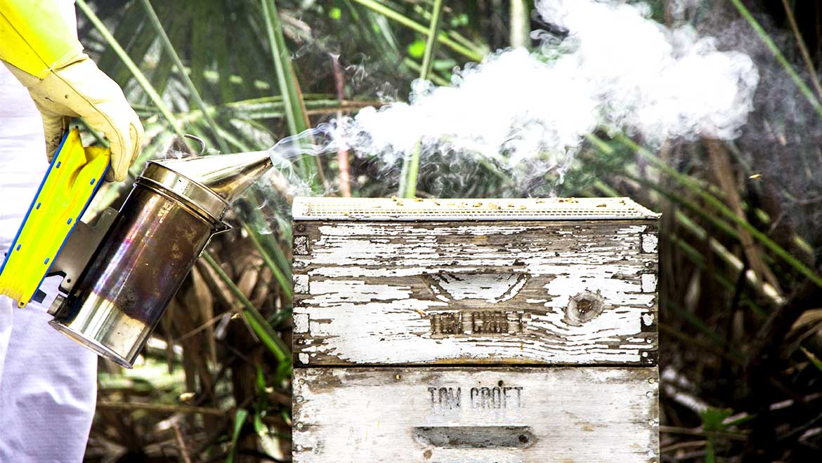 Apiary at  