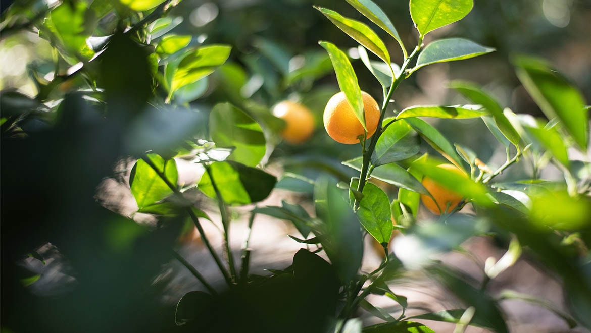Orange Tree