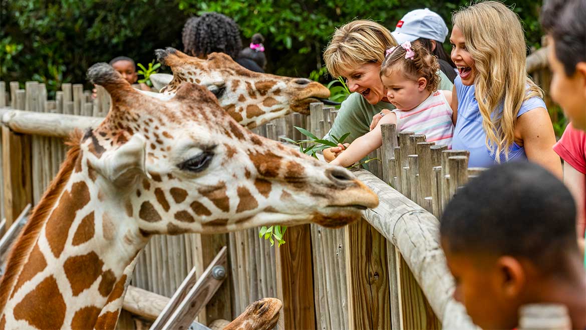 Family at the zoo feeding the giraffes