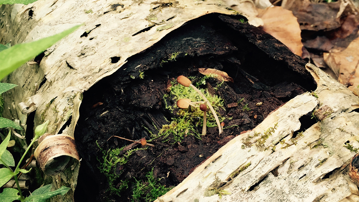 Foraging with A Taste of Home