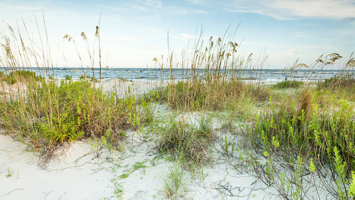 Sand dunes on Hilton Head Island.