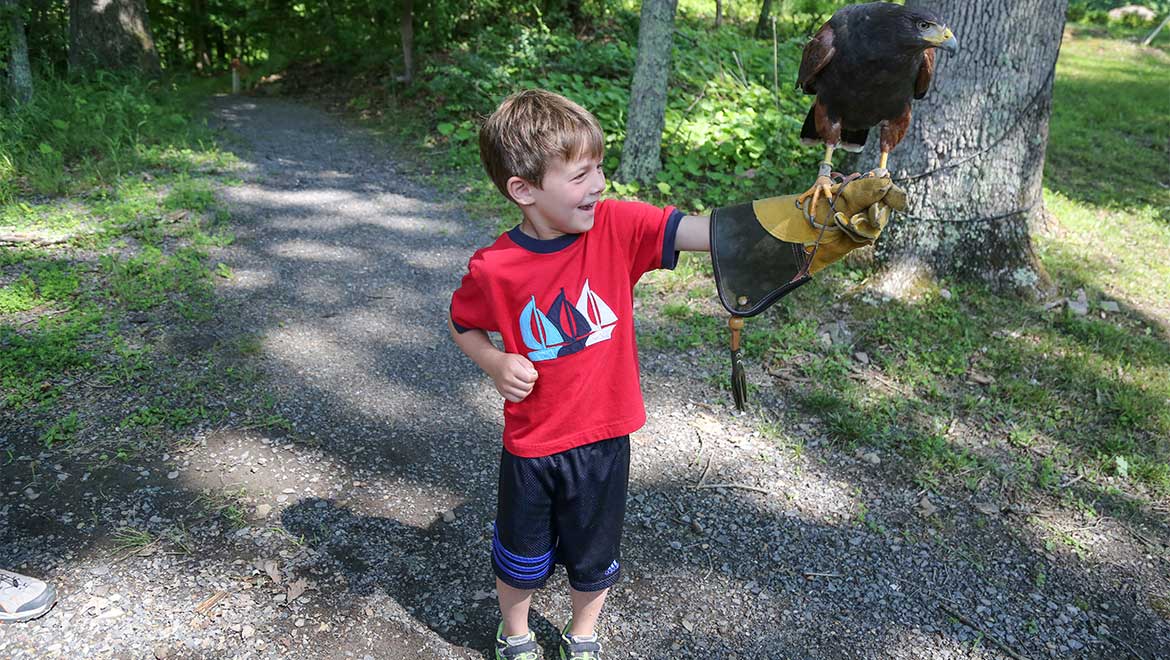 Little boy holding a falcon