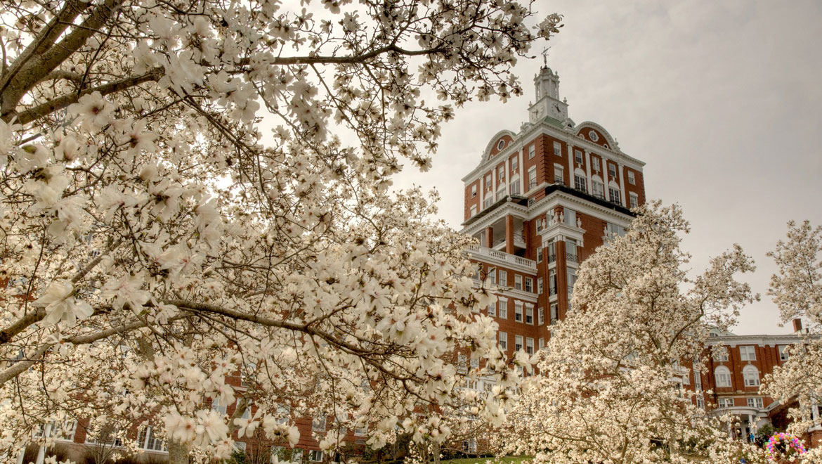 Trees in full bloom.