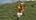 Zip line