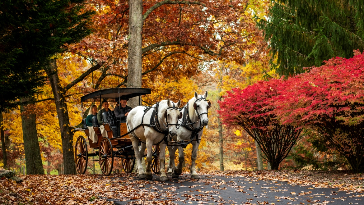 Horse drawn carriage in fall