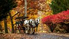 Horse drawn carriage in fall