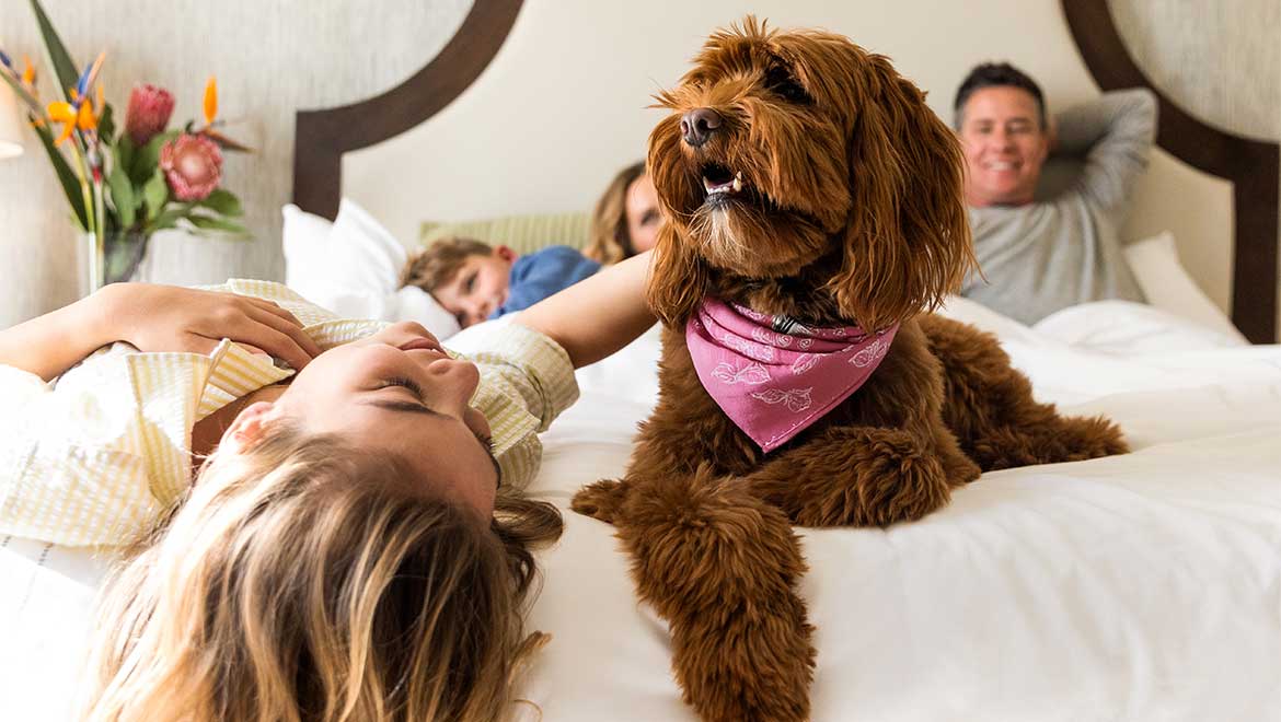 Family and dog relaxing in hotel room
