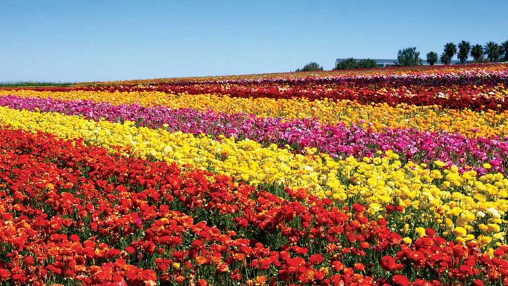 Flower Fields