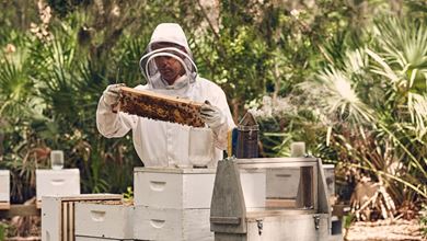 Man harvesting honey